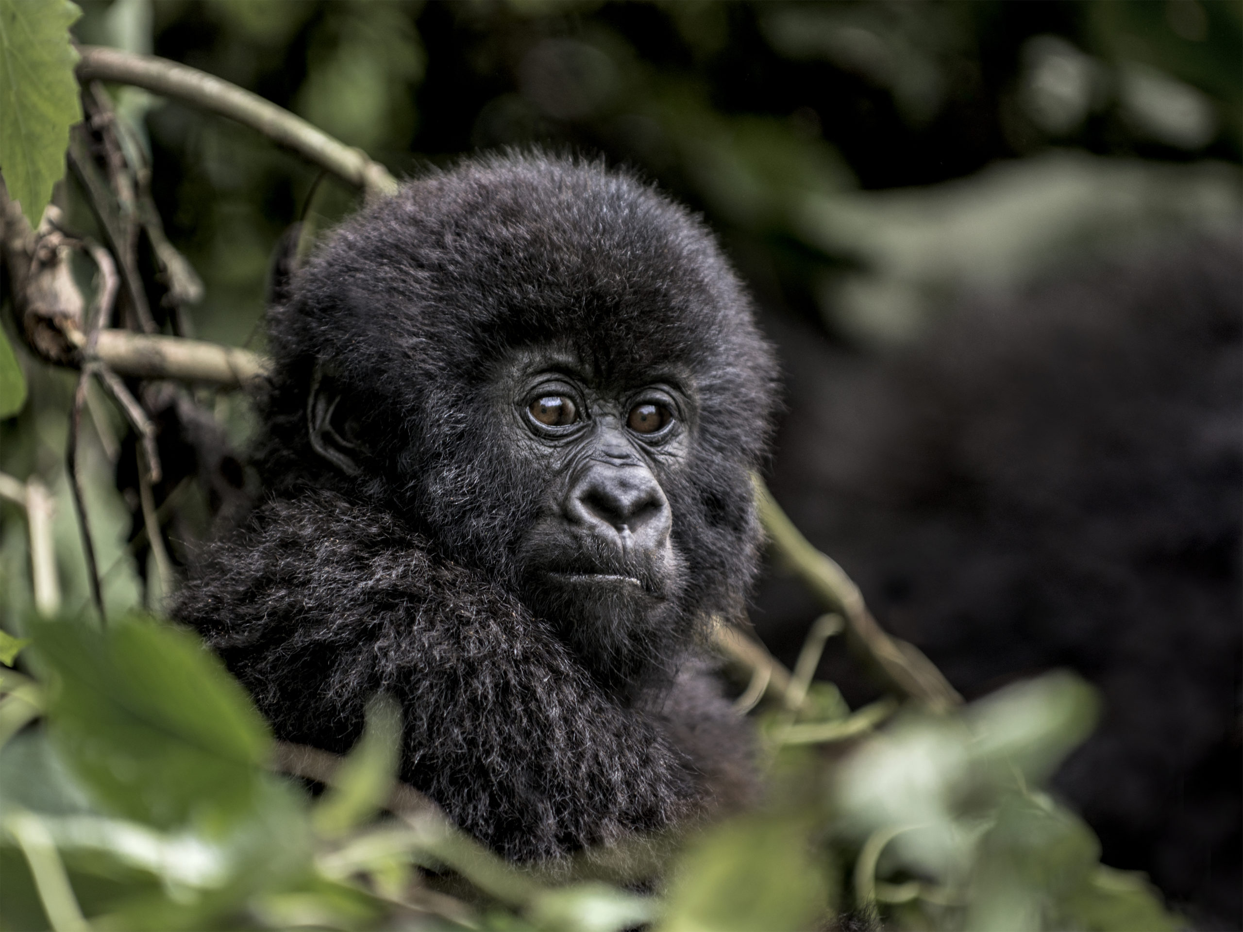 A conservation victory for the mountain gorillas of the Virungas!