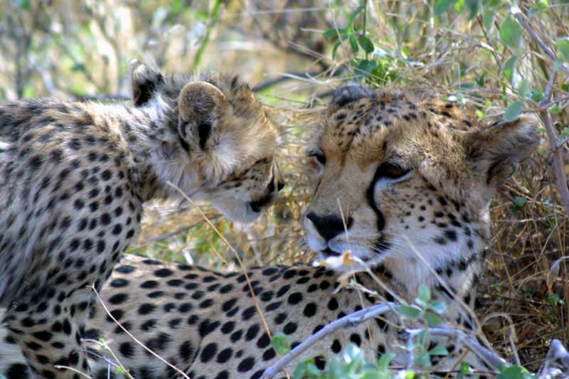 Human-wildlife conflict: A different cheetah story