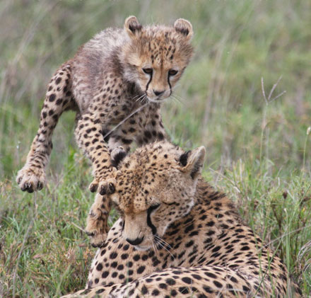Cheetahs at Play