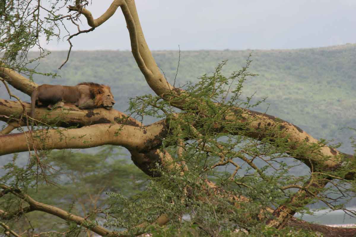 Lion, Male in tree Lake Nakuru, Kenya