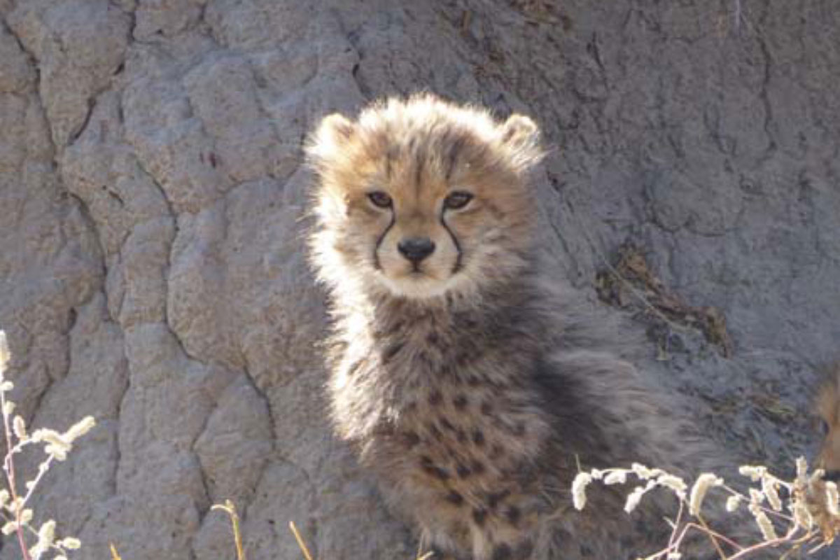 Cheetah-Cub