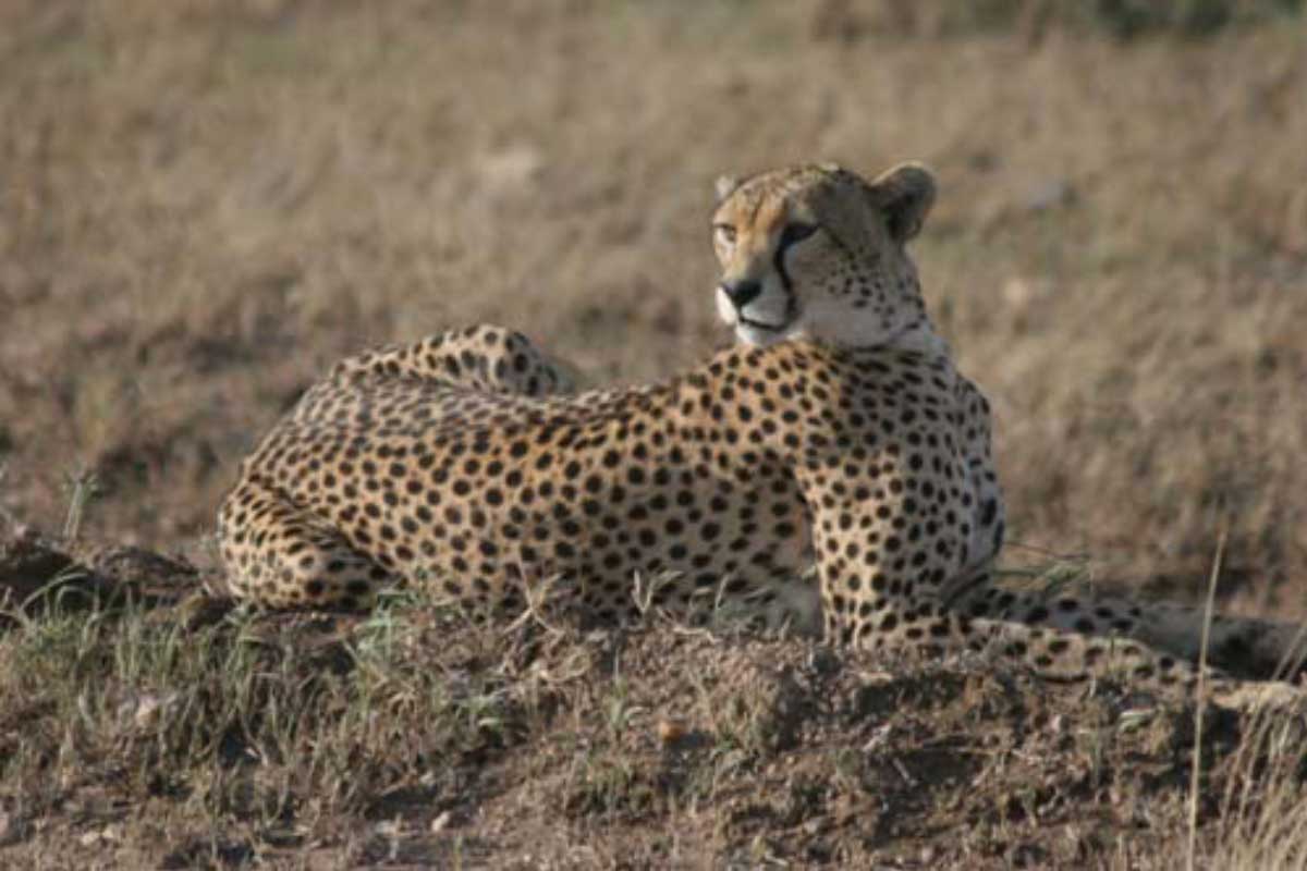 Cheetah,-Serengeti