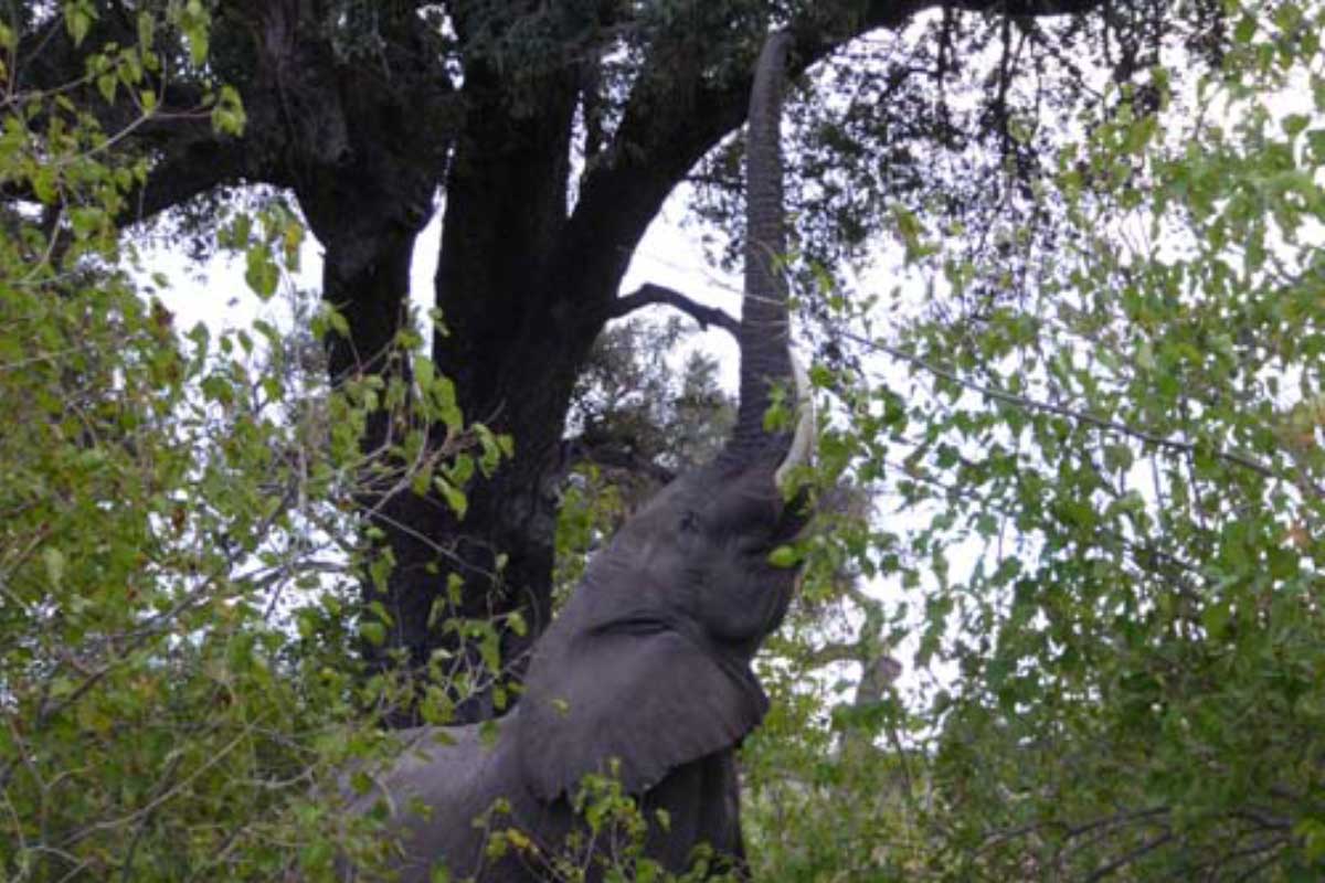 Elephant,-Okavango-Delta