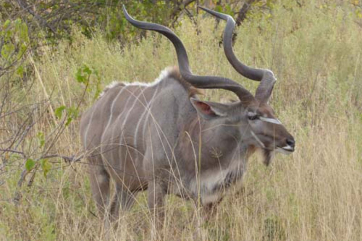 Greater-Kudu