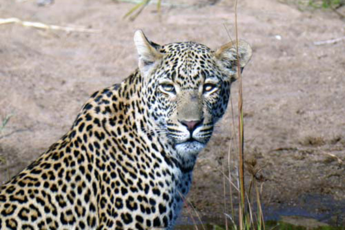 Leopard,-Lion-Sands