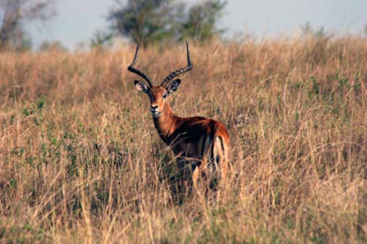 Male-Impala,-Serengeti