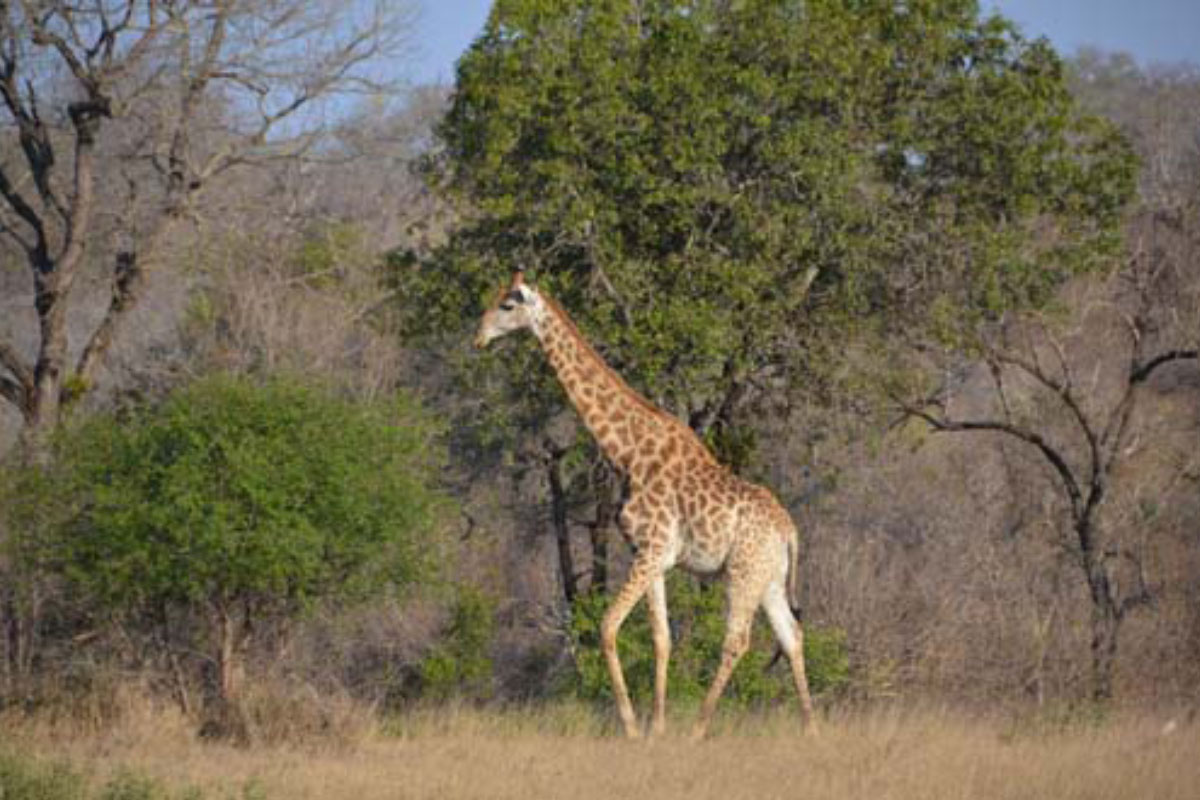 Southern-Giraffe