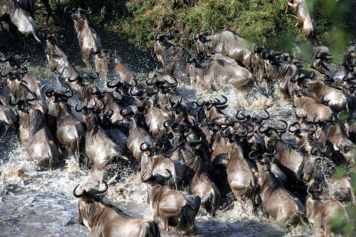 Wildebeest-Migration,-Serengeti