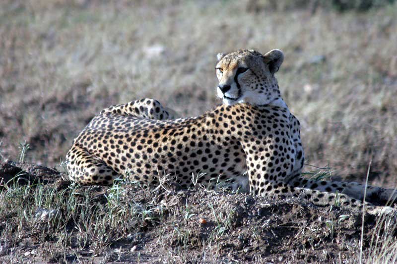 A Truly Private Kenya Safari – Limited Special