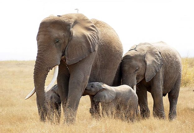 Kenya Update: Elephant Twins in Amboseli!