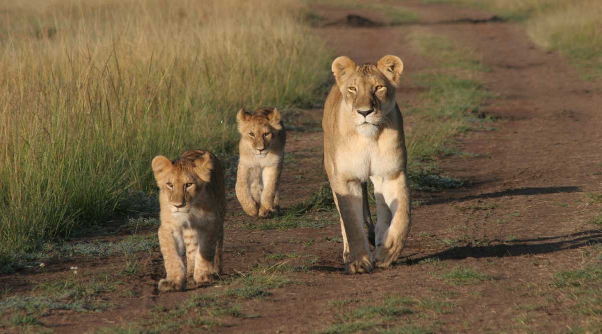 In Celebration of World Lion Day – The Story Behind the Photo