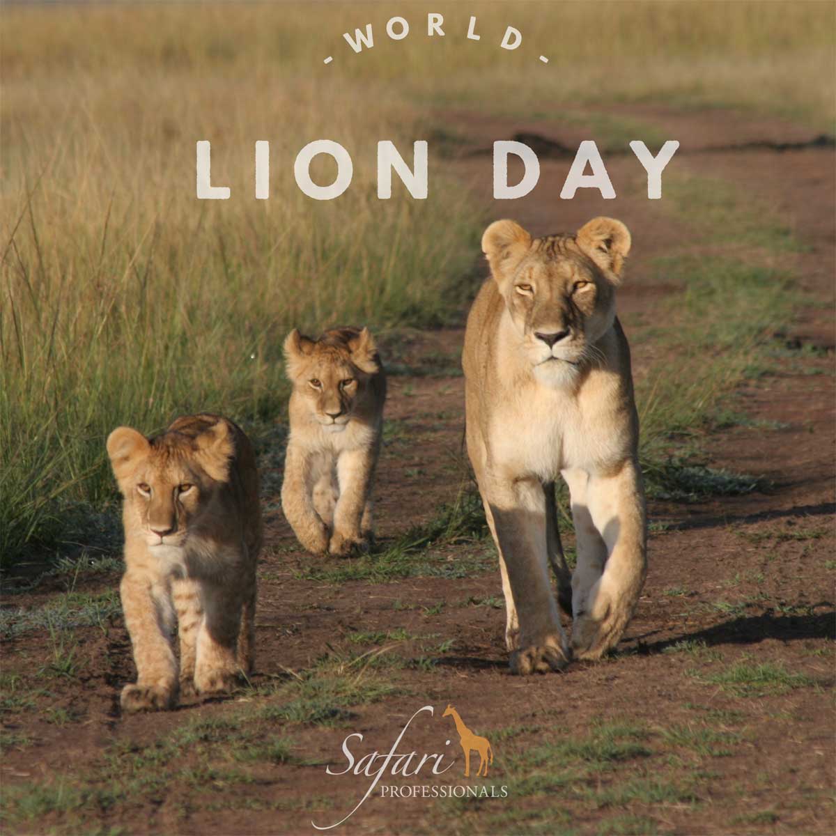 In Celebration of World Lion Day The Story Behind the Photo