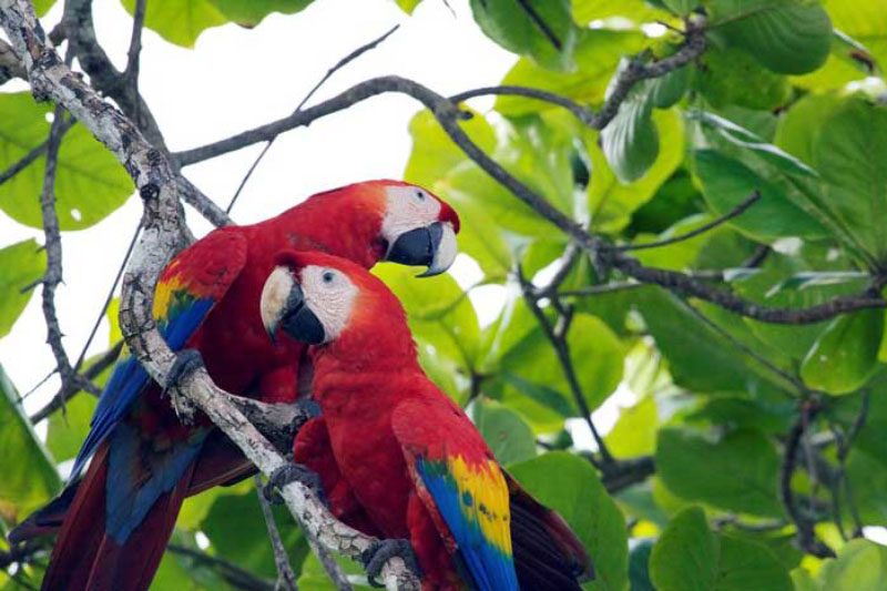 Macaws-Marco-Fallas