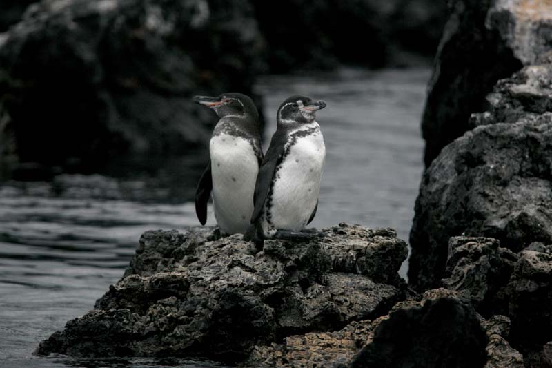 Penguins, Isabela Island