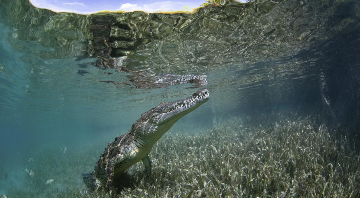 Did you know Costa Rica is home to the American Crocodile?