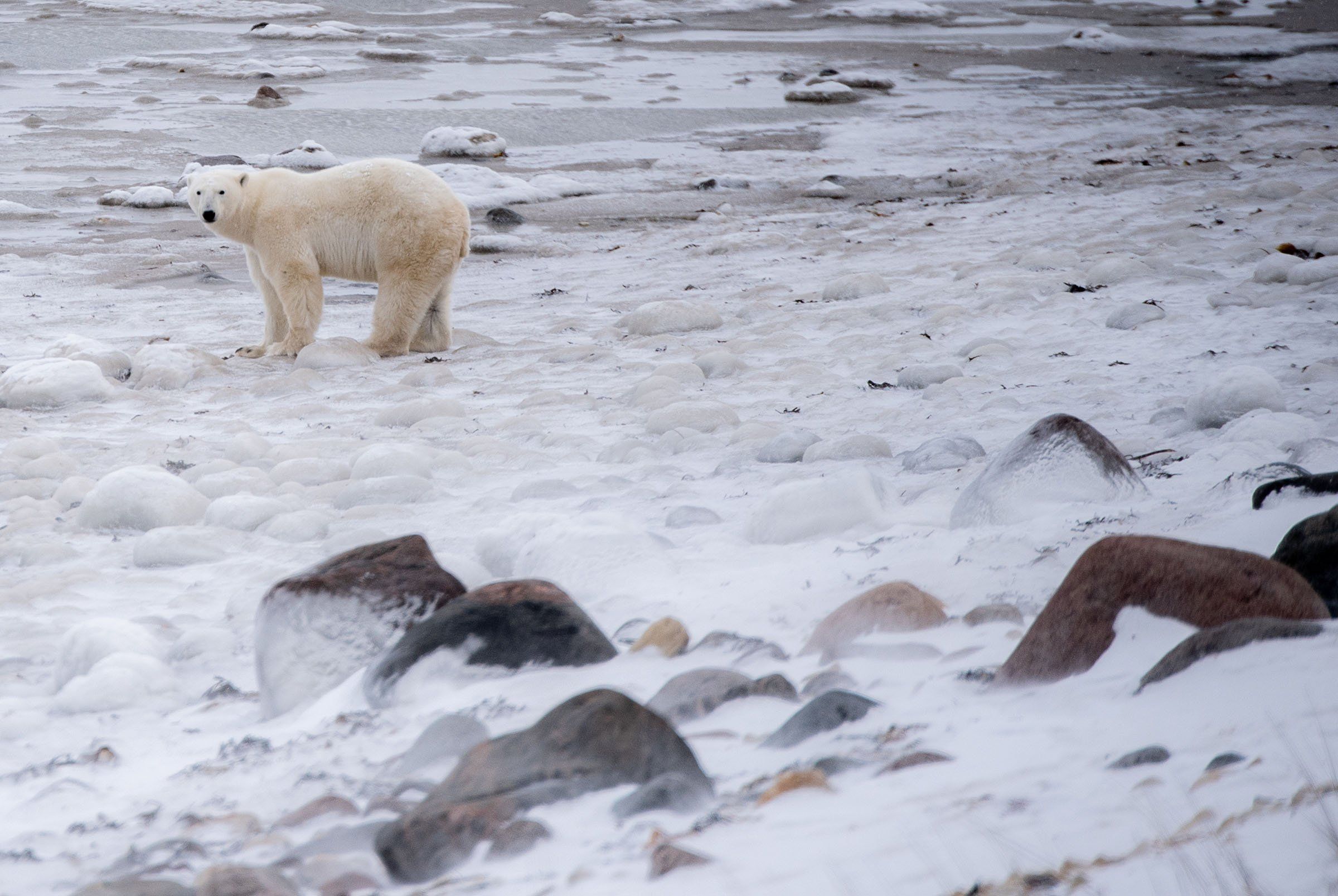 Why polar bears are walking around with colored dots on their fur