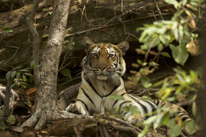 Bengal Tiger Panthera Carousel
