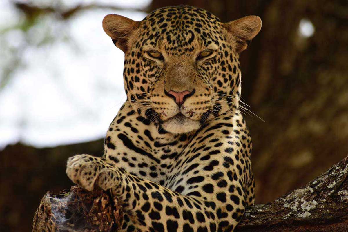 Leopard-Portrait-East-Africa