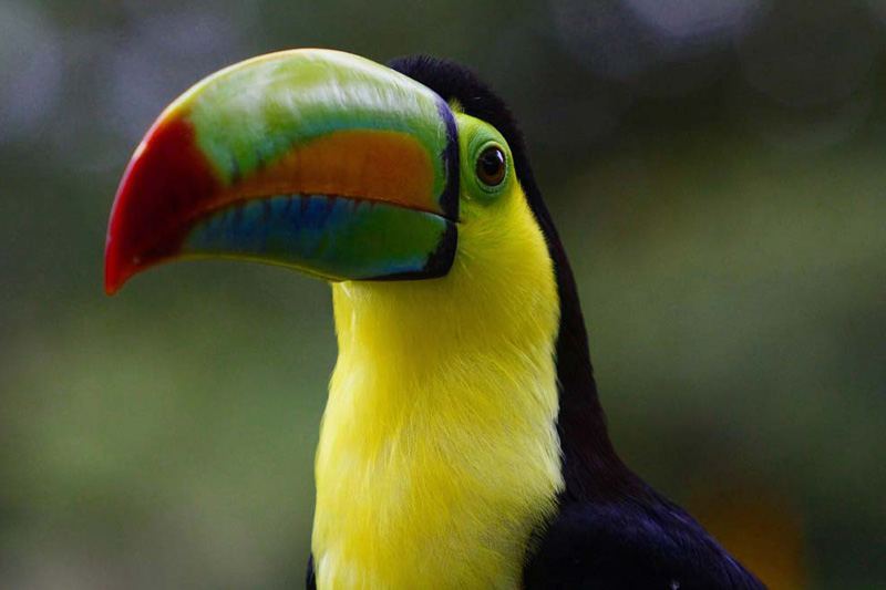 Toucan-Costa-Rica