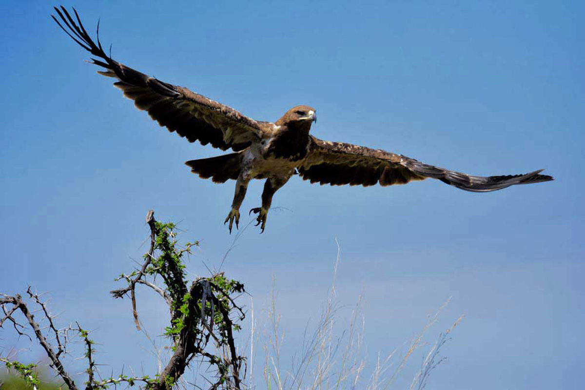 Twany-Eagle-Tanzania