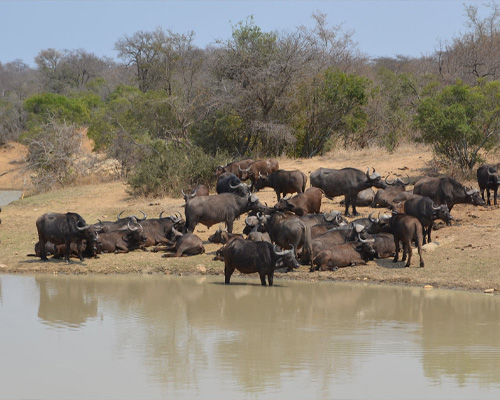 african-buffalo-lower-zambezi-carousel