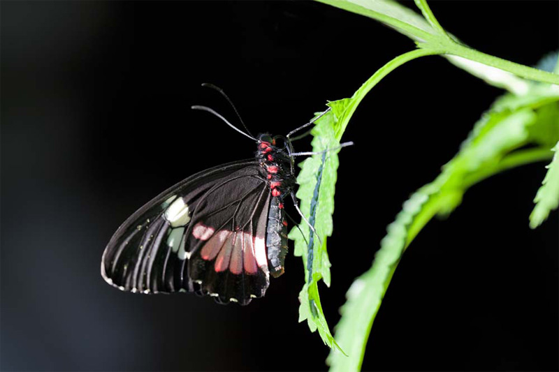 central-american-cattleheart-butterfly-panama