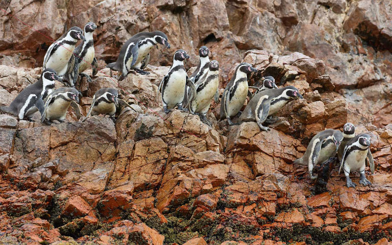 humboldt-penguins-in-peru