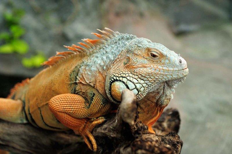 iguana-panama