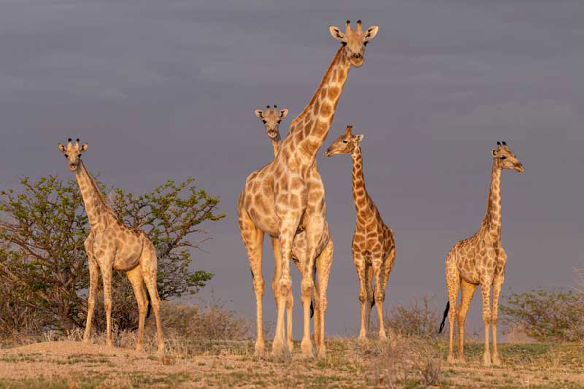 namibia-giraffes-carousel