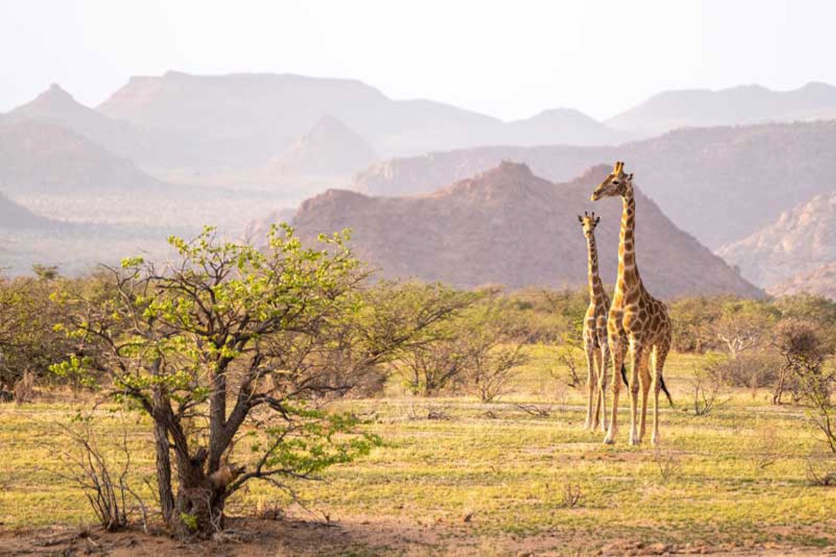 namibia-giraffes2