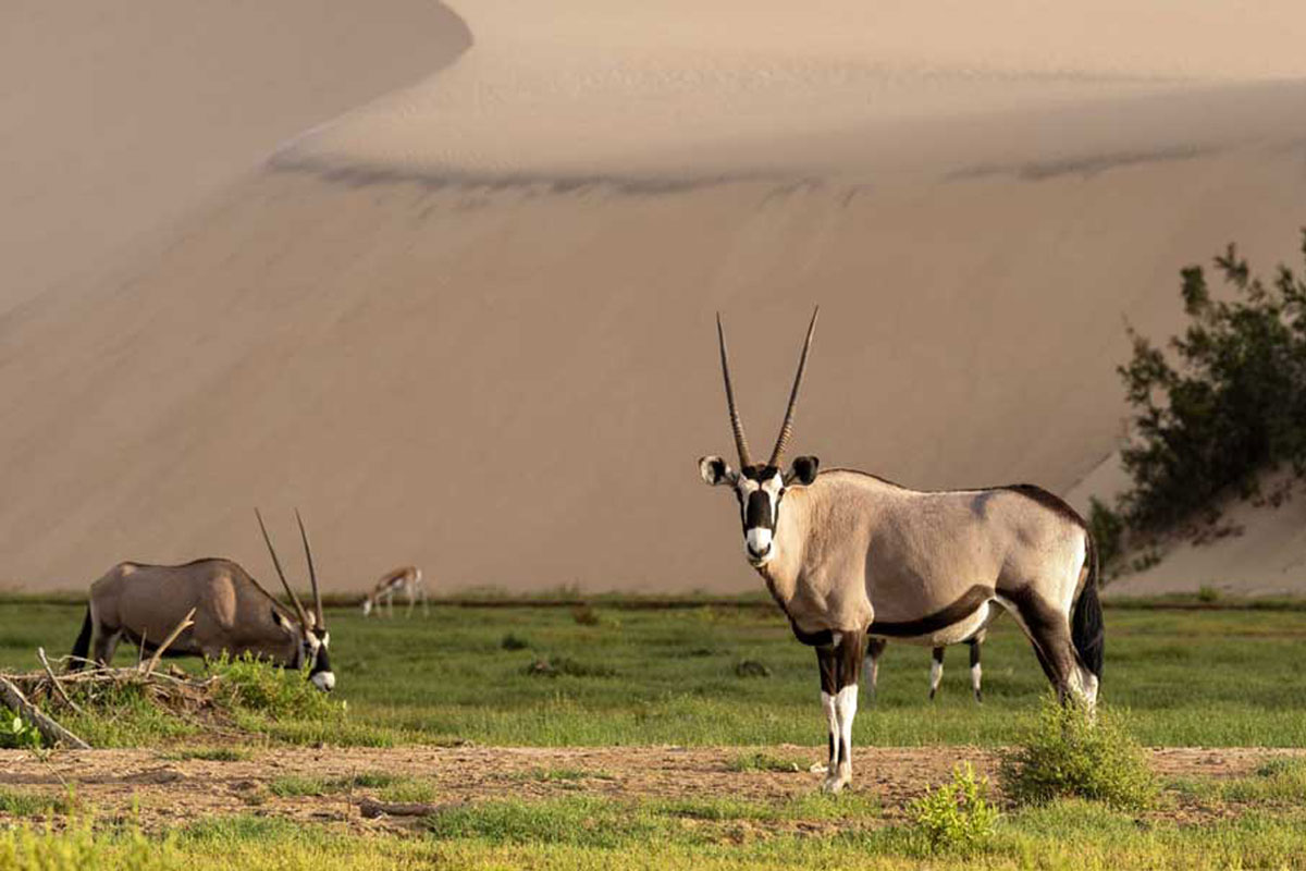 namibia-oryx-in-dunes
