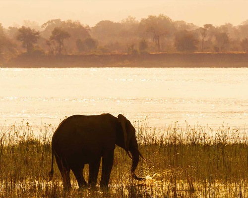 zambia-elephant-at-dusk-carousel