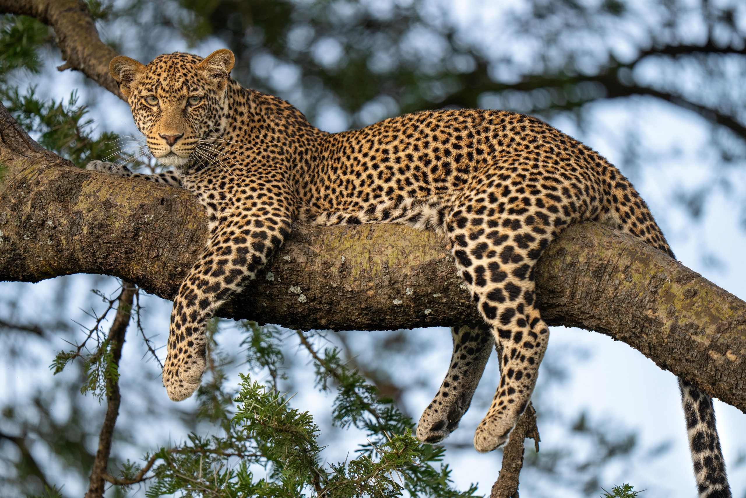 Should Leopards Be Paid for Their Spots?