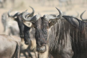 LaRock-TZ-Wildebeest