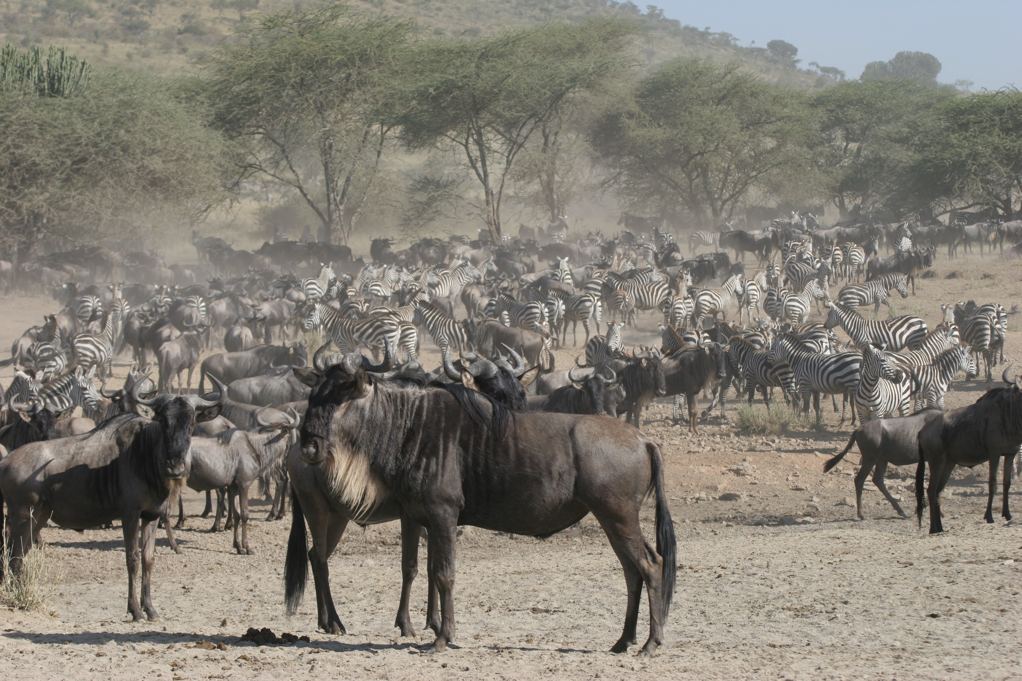 LaRock-TZ-Wildebeest-and-Zebra-Migration