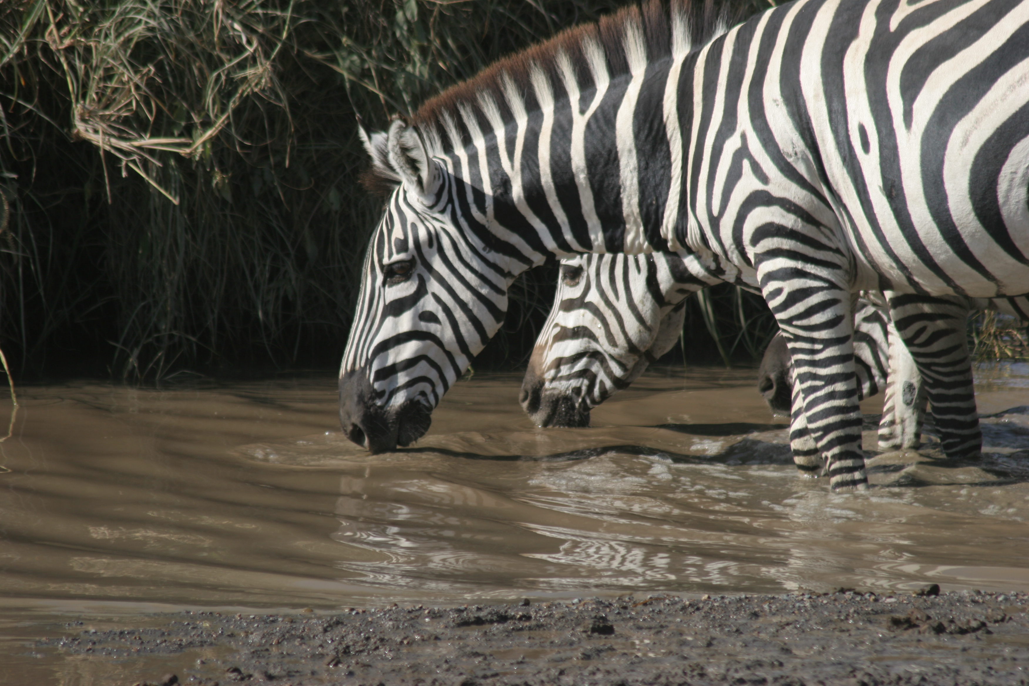 LaRock-TZ-Zebras-Drinking