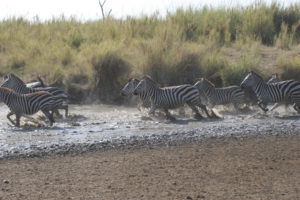 LaRock-TZ-Zebras-in-Water