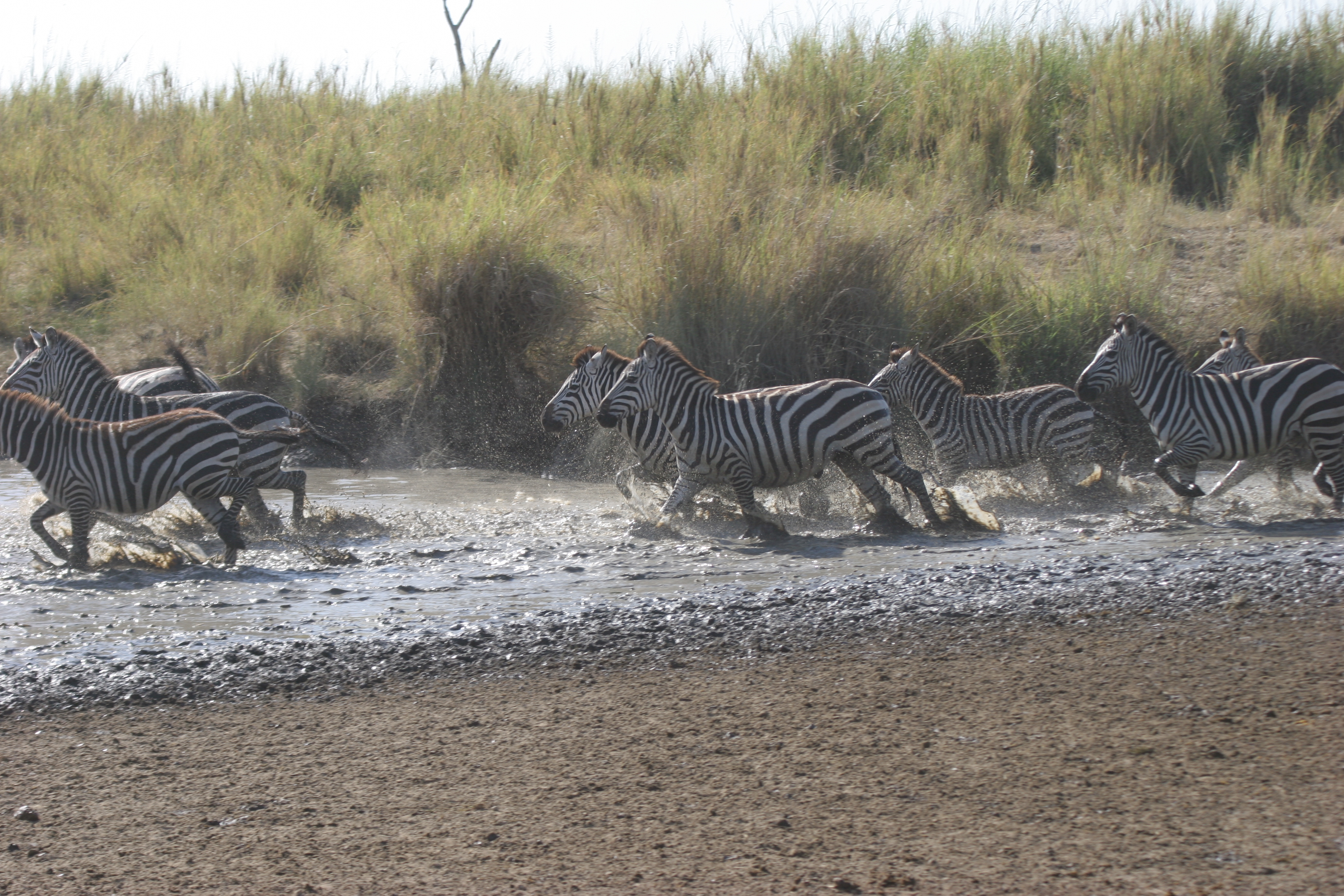 LaRock-TZ-Zebras-in-Water