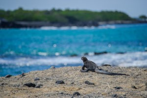 Galapagos Islands