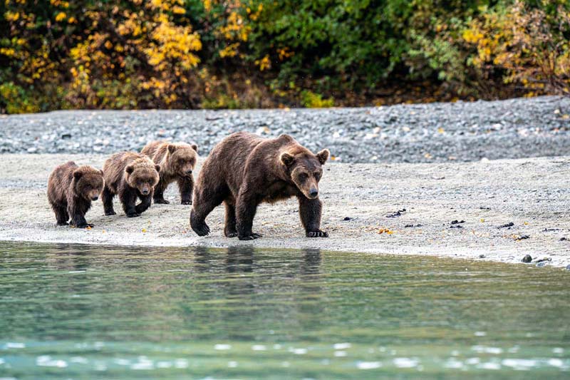 3film-JW_AK_Bear with Cubs