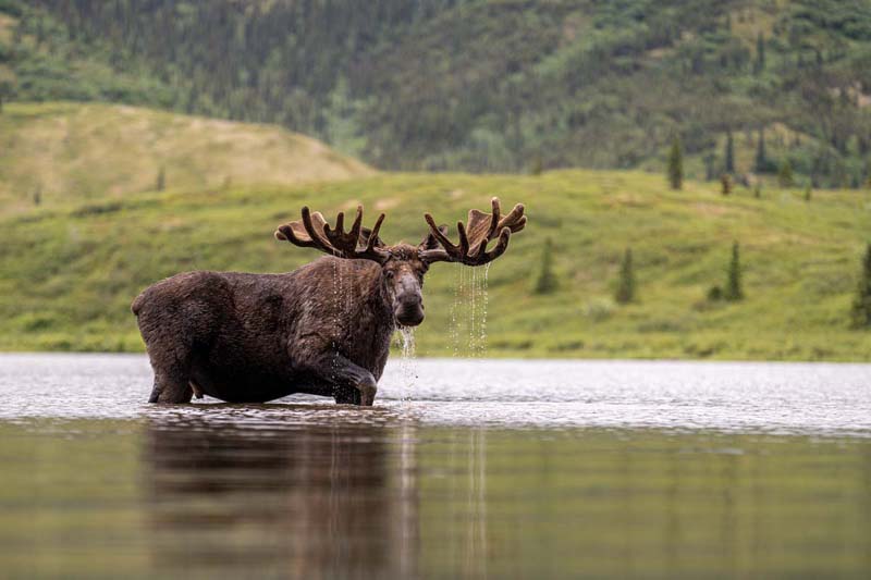 6film-JW_AK_Moose in Lake 2
