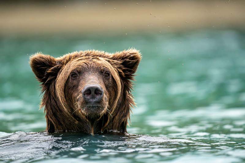7film-JW_AK_Swimming Bear 2
