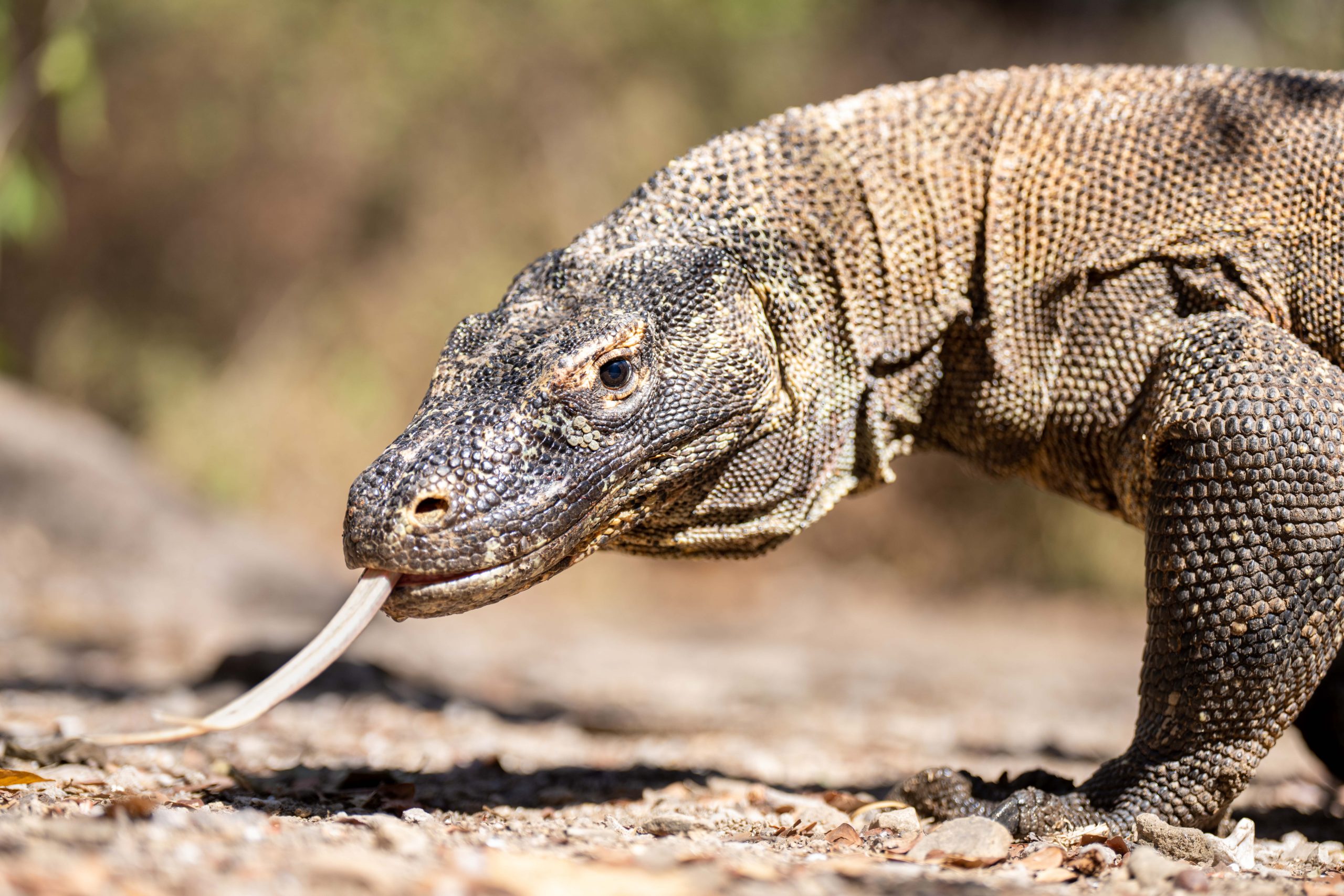 JW_INDO_Komodo Dragon with tongue out 2