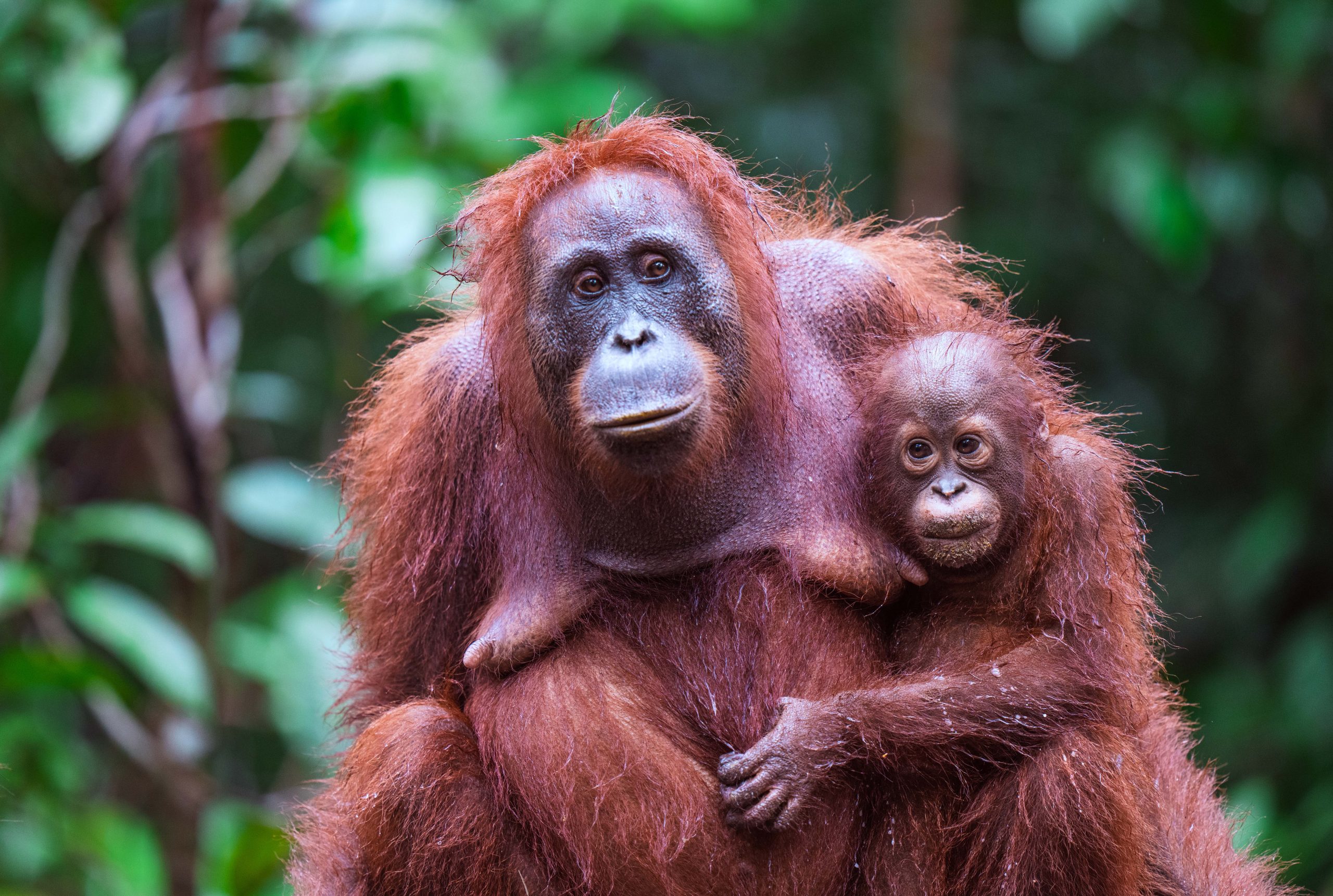 JW_INDO_Mom and baby Orangutan Portrait copy