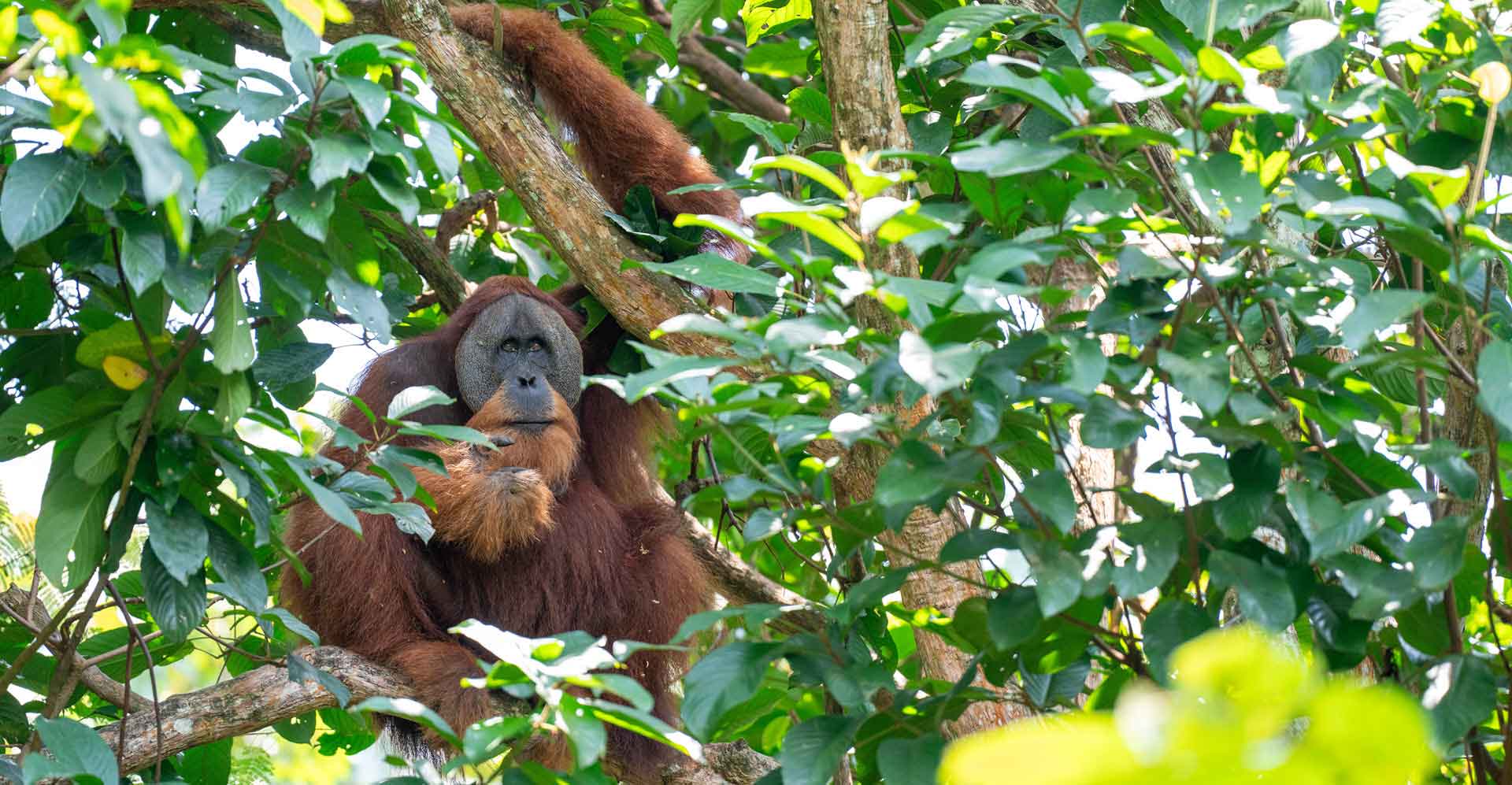 JW_MY_Sumatra_Male-Orang-in-Tree-hero-graphic