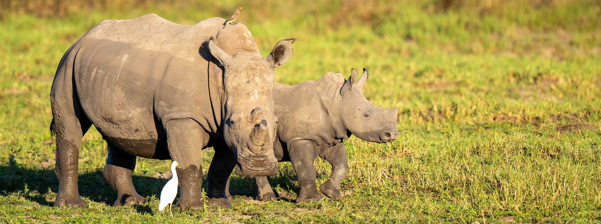 A Journey into the Wild: Experiencing the Wonders of Duba Plains, Botswana