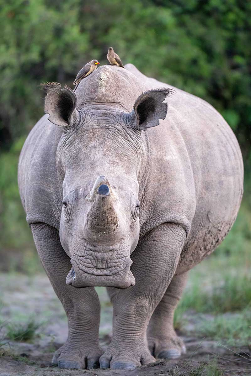 Duba-Plains-Rhino-Conservation-Story