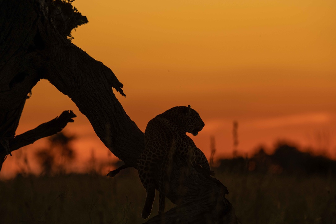 Duba Plains Safari