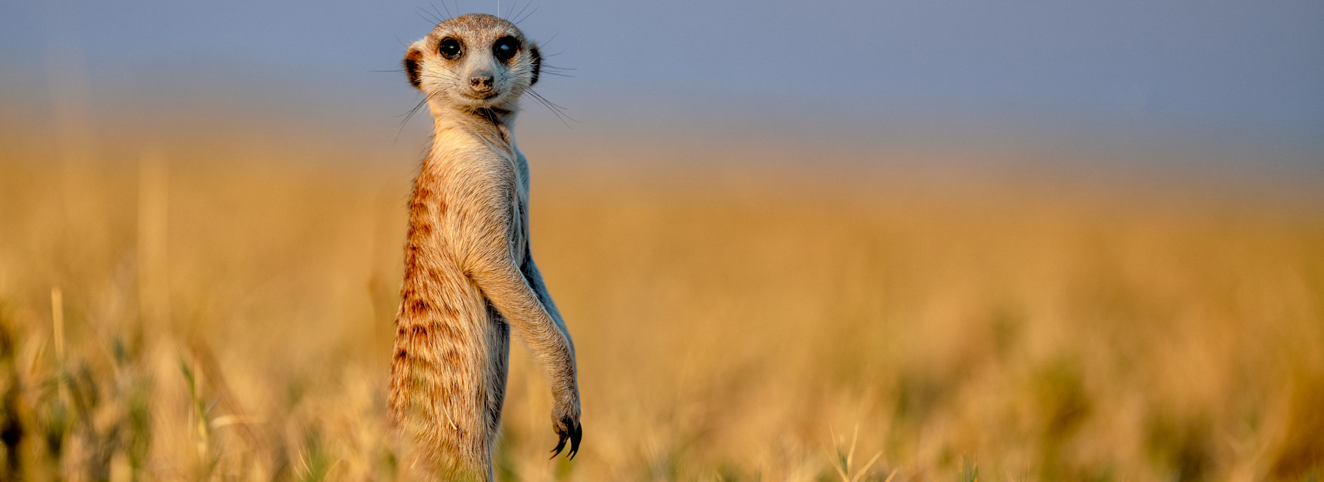 The Makgadikgadi Salt Pans, Botswana: A Natural Wonder That Defies Expectations