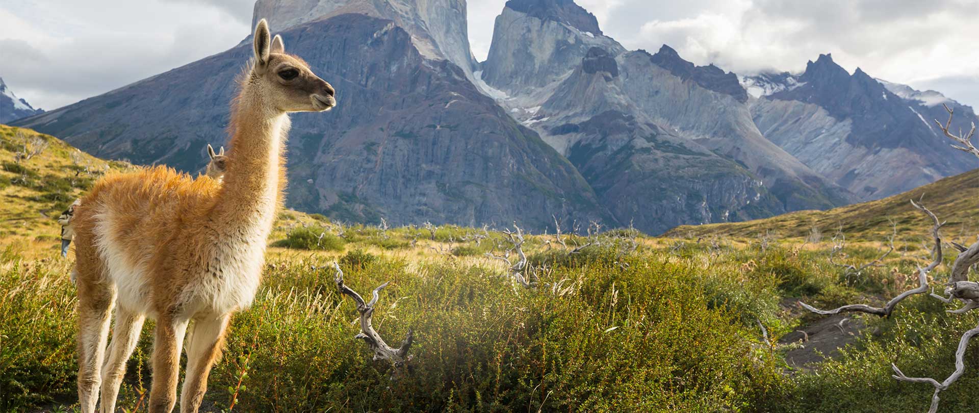 A Journey Through Patagonia: Majestic Landscapes, Wildlife Encounters, and Unforgettable Adventures